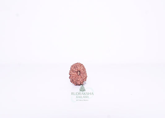 15 Mukhi Indonesian Rudraksha - 1506