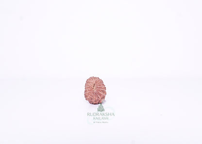 15 Mukhi Indonesian Rudraksha - 1506