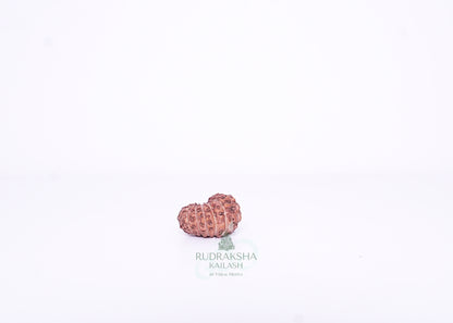15 Mukhi Indonesian Rudraksha - 1506
