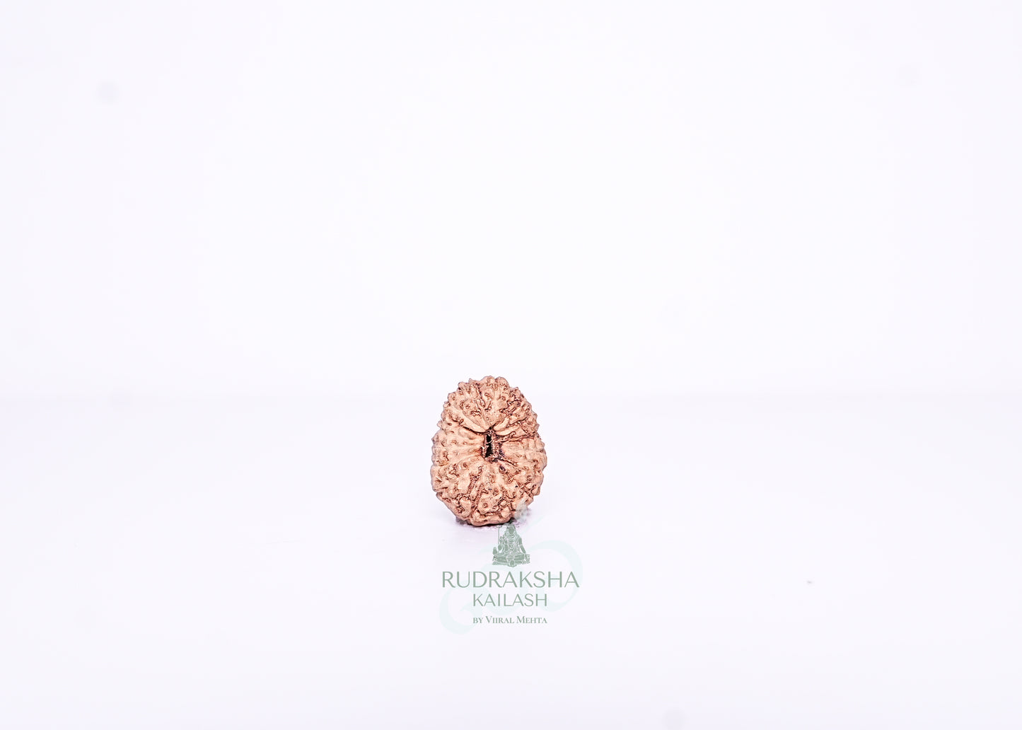 15 Mukhi Indonesian Rudraksha - 1507