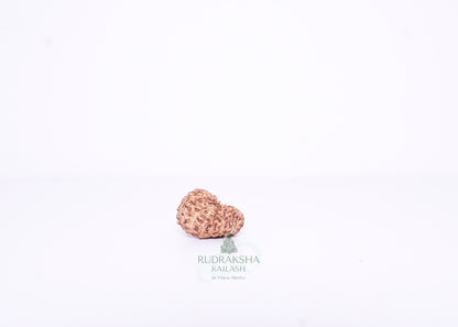 15 Mukhi Indonesian Rudraksha - 1507