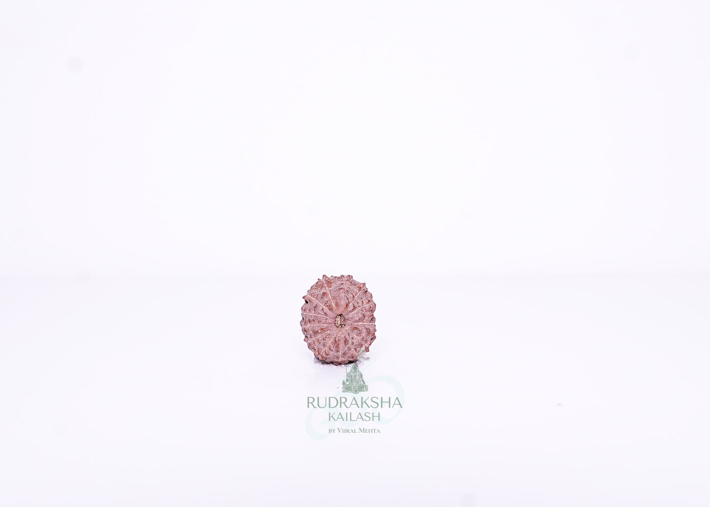 15 Mukhi Indonesian Rudraksha - 1508