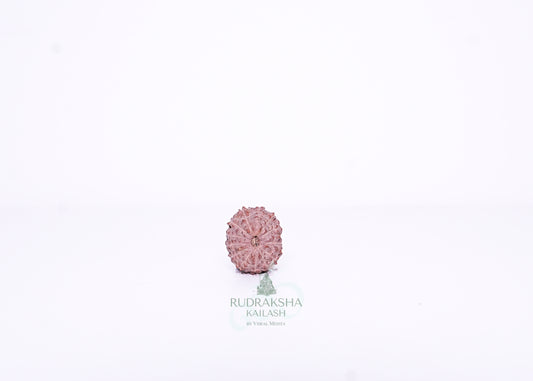 15 Mukhi Indonesian Rudraksha - 1508
