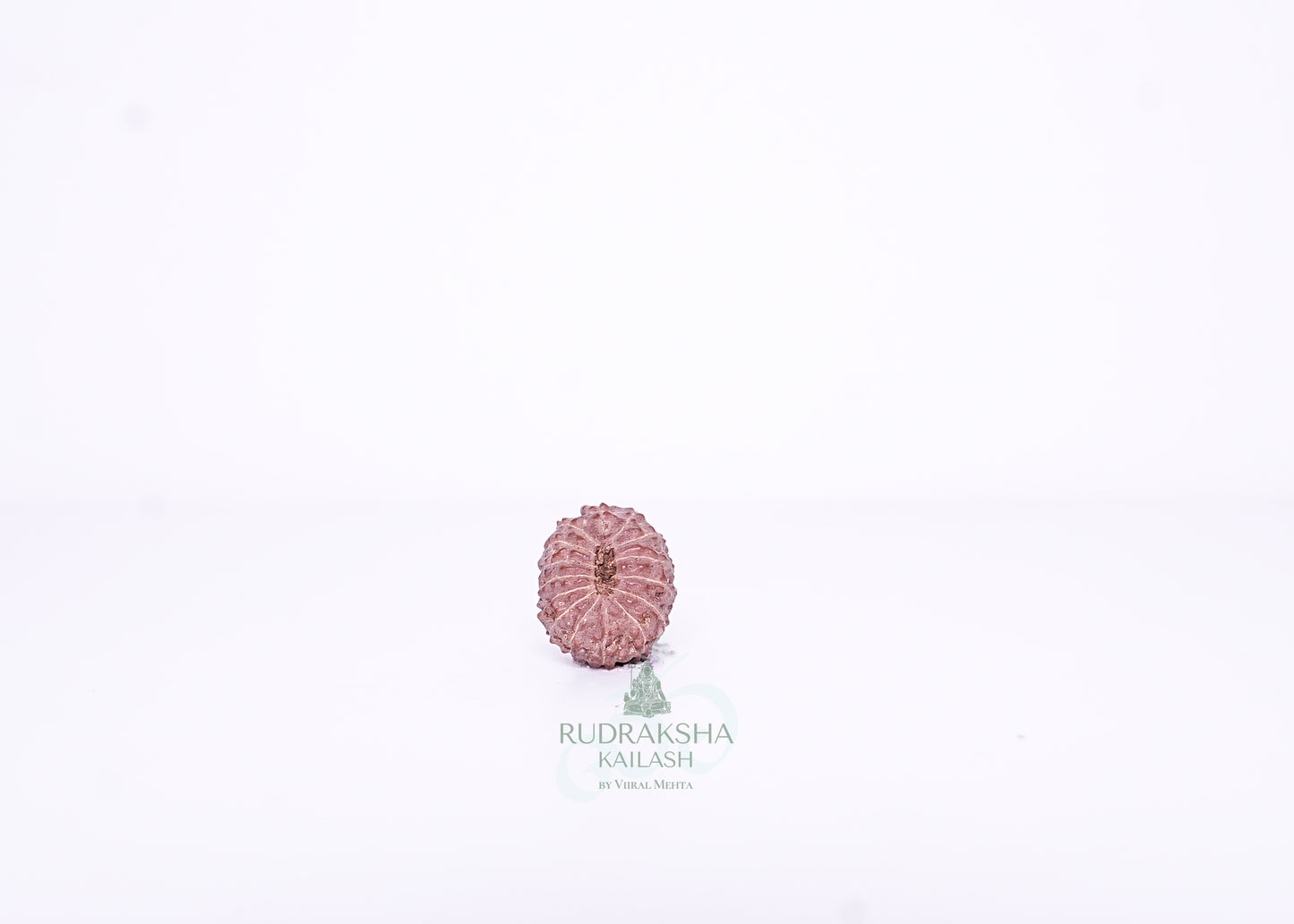 15 Mukhi Indonesian Rudraksha - 1508