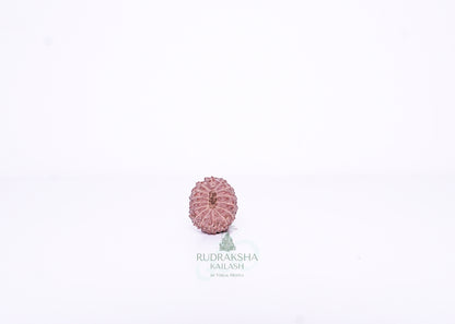 15 Mukhi Indonesian Rudraksha - 1508