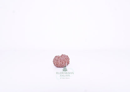 15 Mukhi Indonesian Rudraksha - 1508