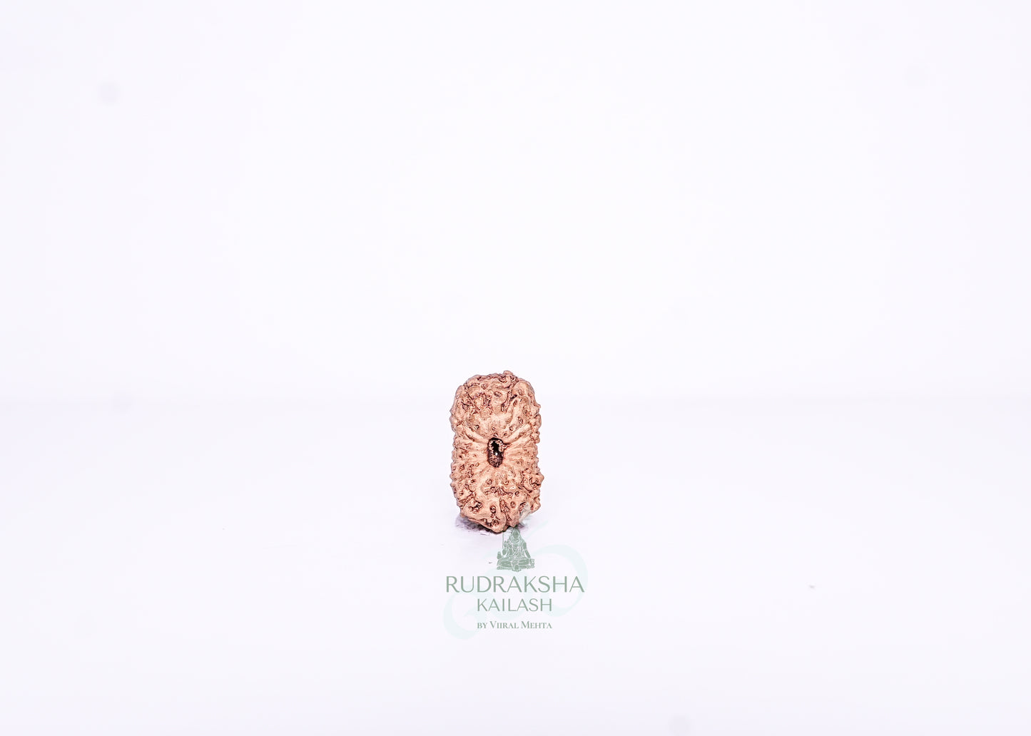 15 Mukhi Indonesian Rudraksha - 1509