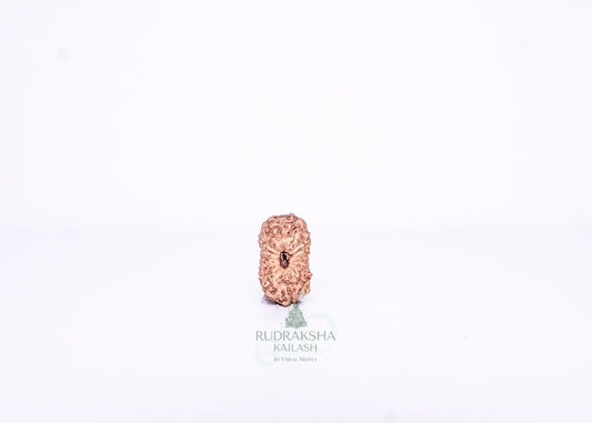 15 Mukhi Indonesian Rudraksha - 1509