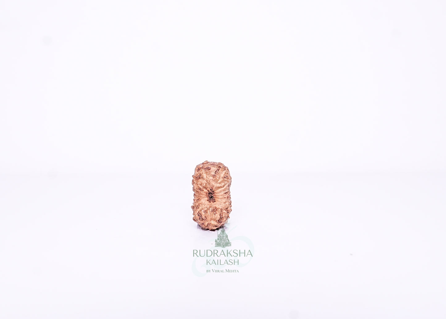 15 Mukhi Indonesian Rudraksha - 1509