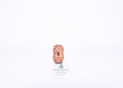 15 Mukhi Indonesian Rudraksha - 1509