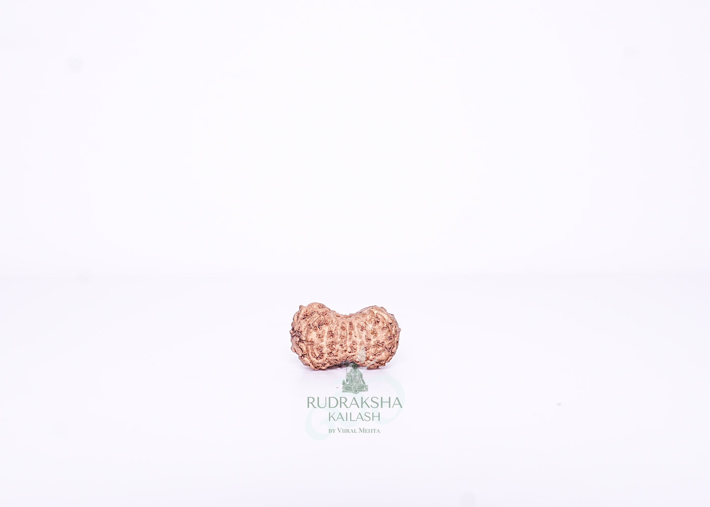 15 Mukhi Indonesian Rudraksha - 1509