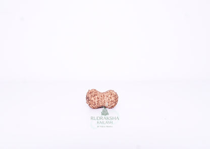 15 Mukhi Indonesian Rudraksha - 1509