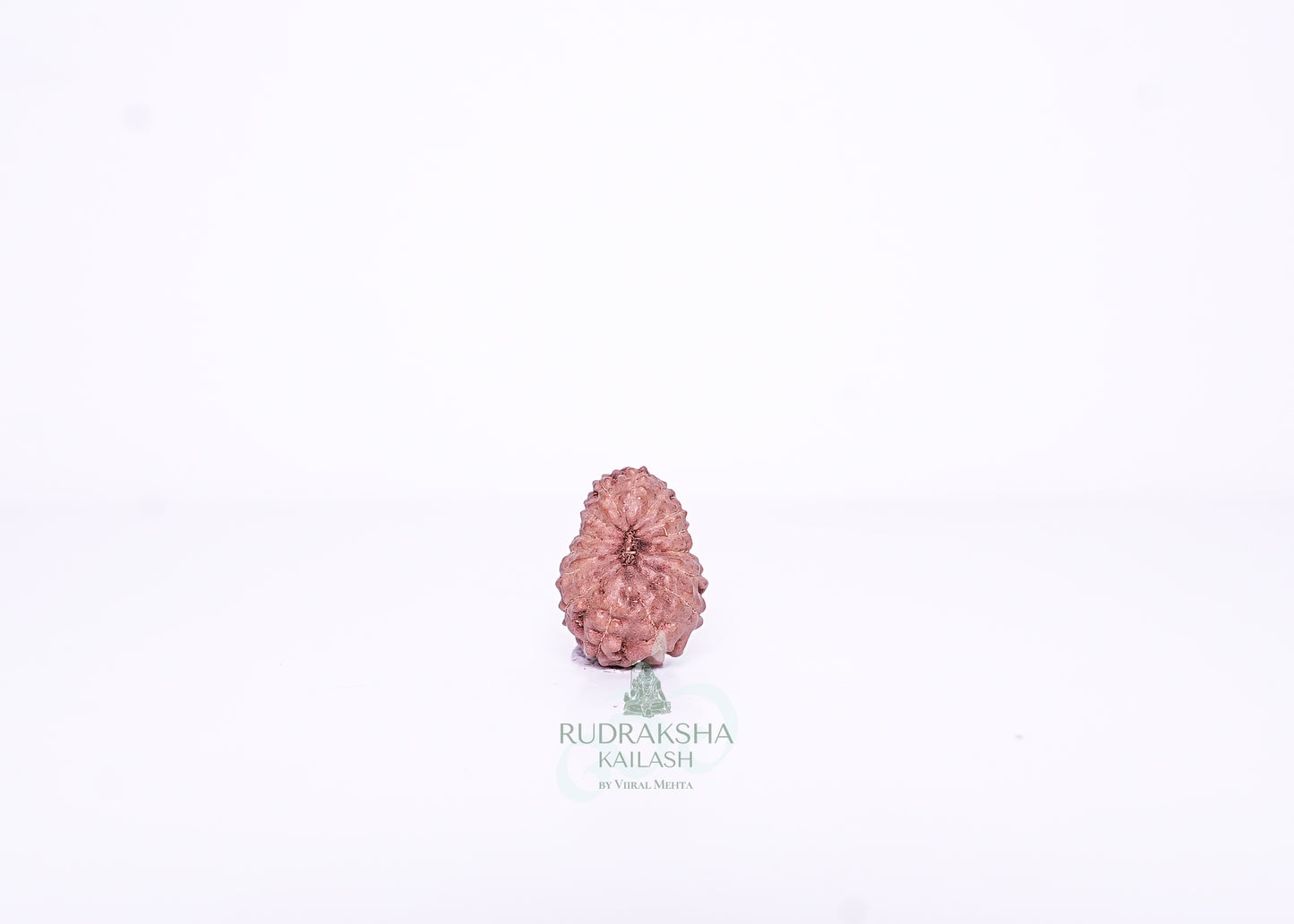 15 Mukhi Indonesian Rudraksha - 1510