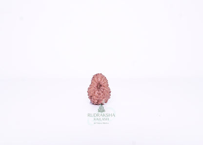 15 Mukhi Indonesian Rudraksha - 1510