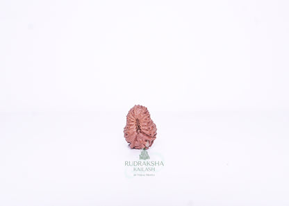 15 Mukhi Indonesian Rudraksha - 1510