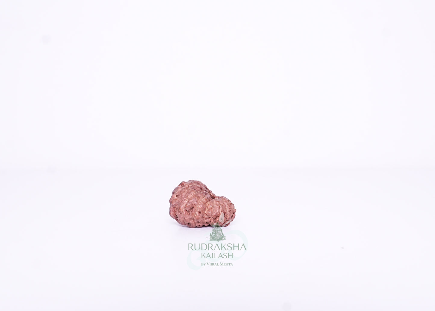 15 Mukhi Indonesian Rudraksha - 1510