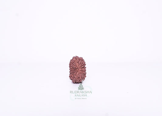 15 Mukhi Indonesian Rudraksha - 1511