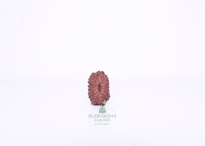 15 Mukhi Indonesian Rudraksha - 1511