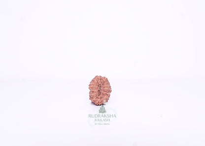 15 Mukhi Indonesian Rudraksha - 1512