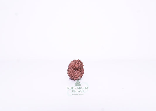 15 Mukhi Indonesian Rudraksha - 1513