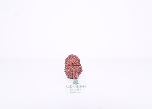 15 Mukhi Indonesian Rudraksha - 1514