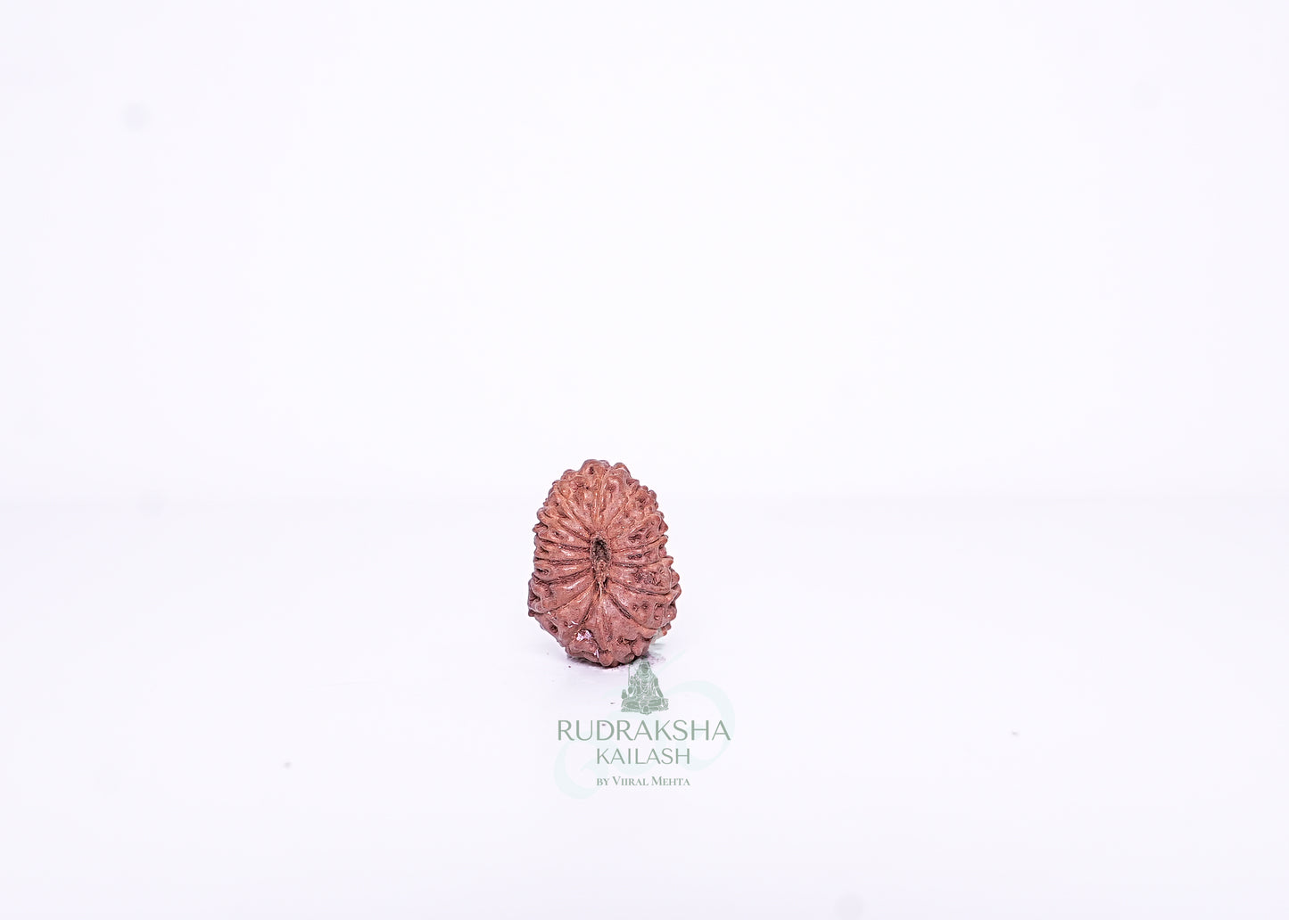 15 Mukhi Indonesian Rudraksha - 1514