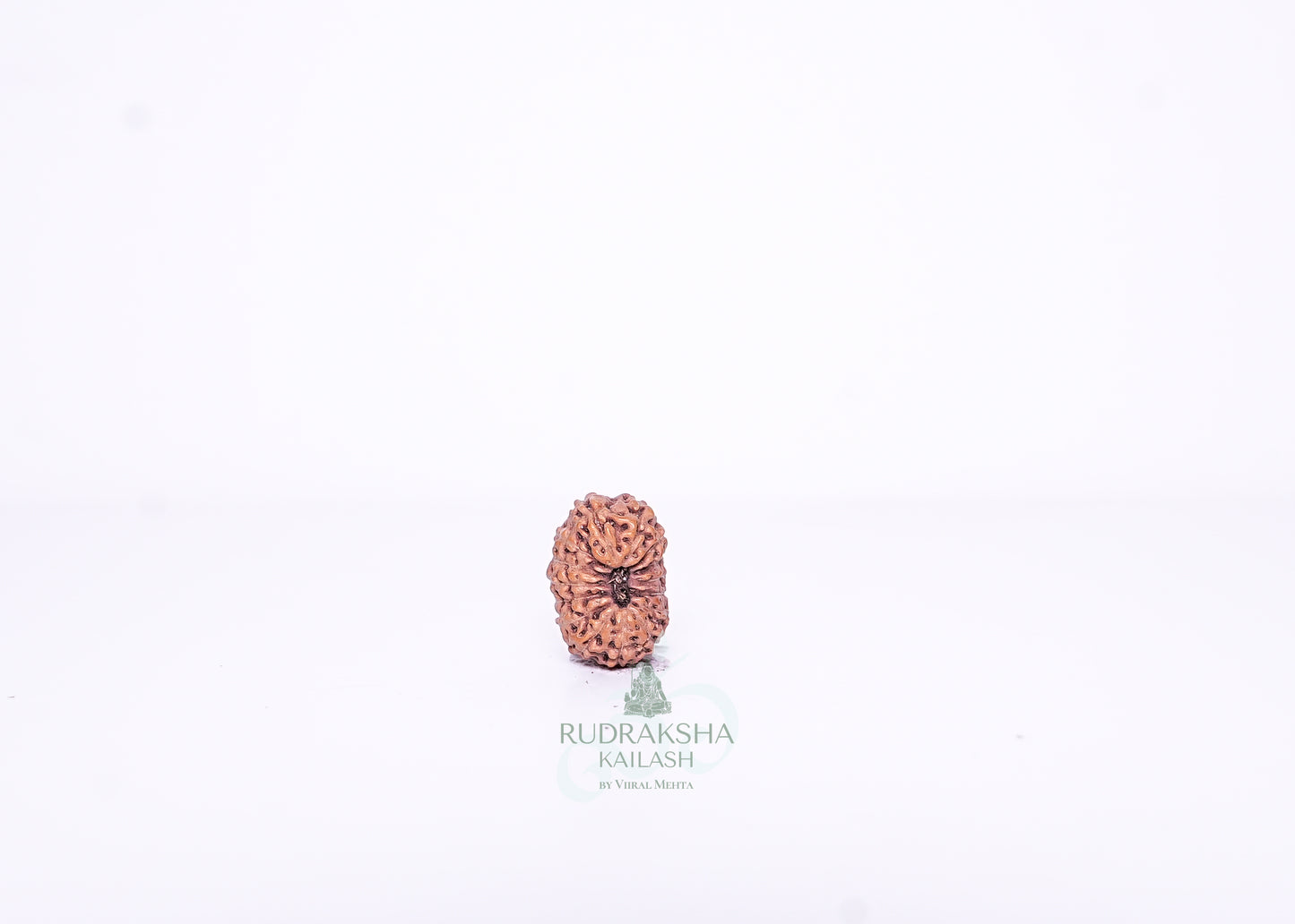 15 Mukhi Indonesian Rudraksha - 1515