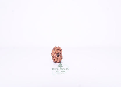 15 Mukhi Indonesian Rudraksha - 1515
