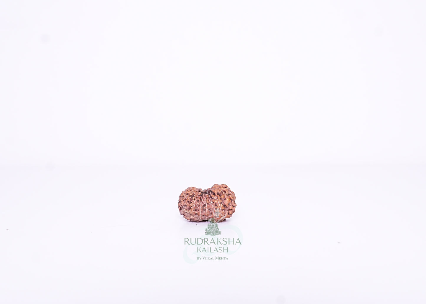 15 Mukhi Indonesian Rudraksha - 1515