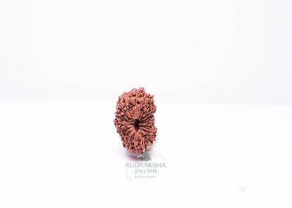 17 Mukhi Indonesian Rudraksha - 1701