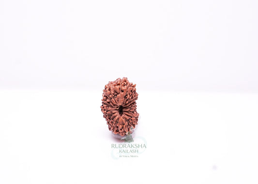 17 Mukhi Indonesian Rudraksha - 1701