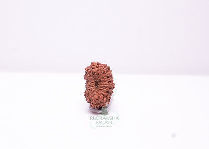 17 Mukhi Indonesian Rudraksha - 1701