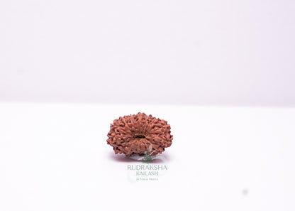 17 Mukhi Indonesian Rudraksha - 1701