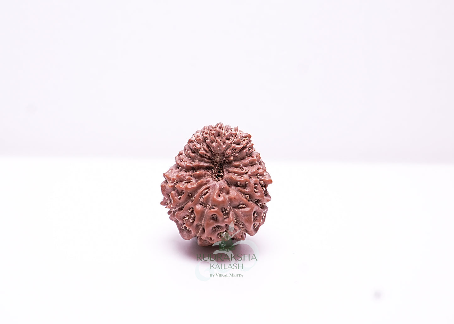 17 Mukhi Indonesian Rudraksha - 1702