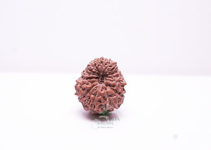 17 Mukhi Indonesian Rudraksha - 1702