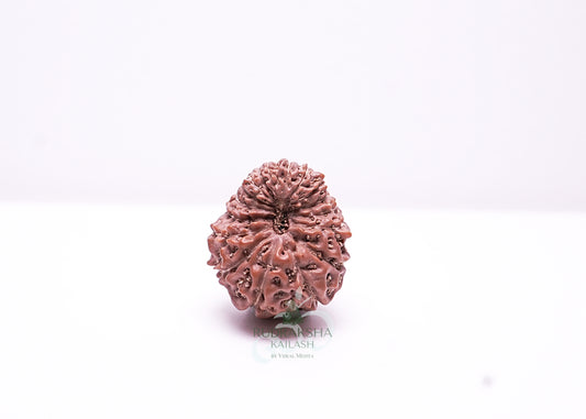 17 Mukhi Indonesian Rudraksha - 1702