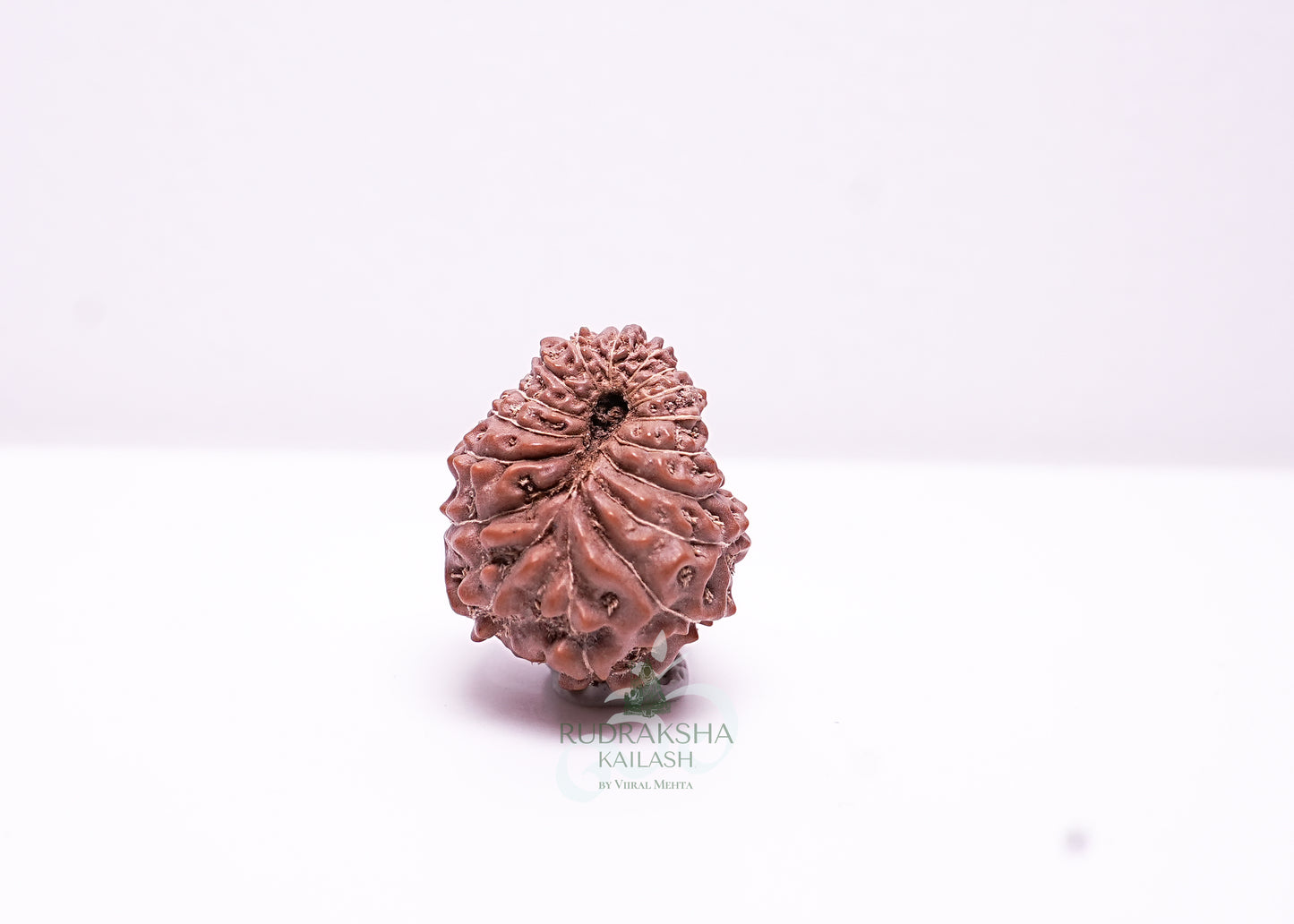 17 Mukhi Indonesian Rudraksha - 1702
