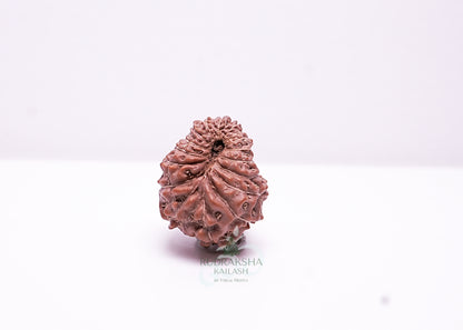 17 Mukhi Indonesian Rudraksha - 1702