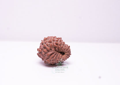 17 Mukhi Indonesian Rudraksha - 1702
