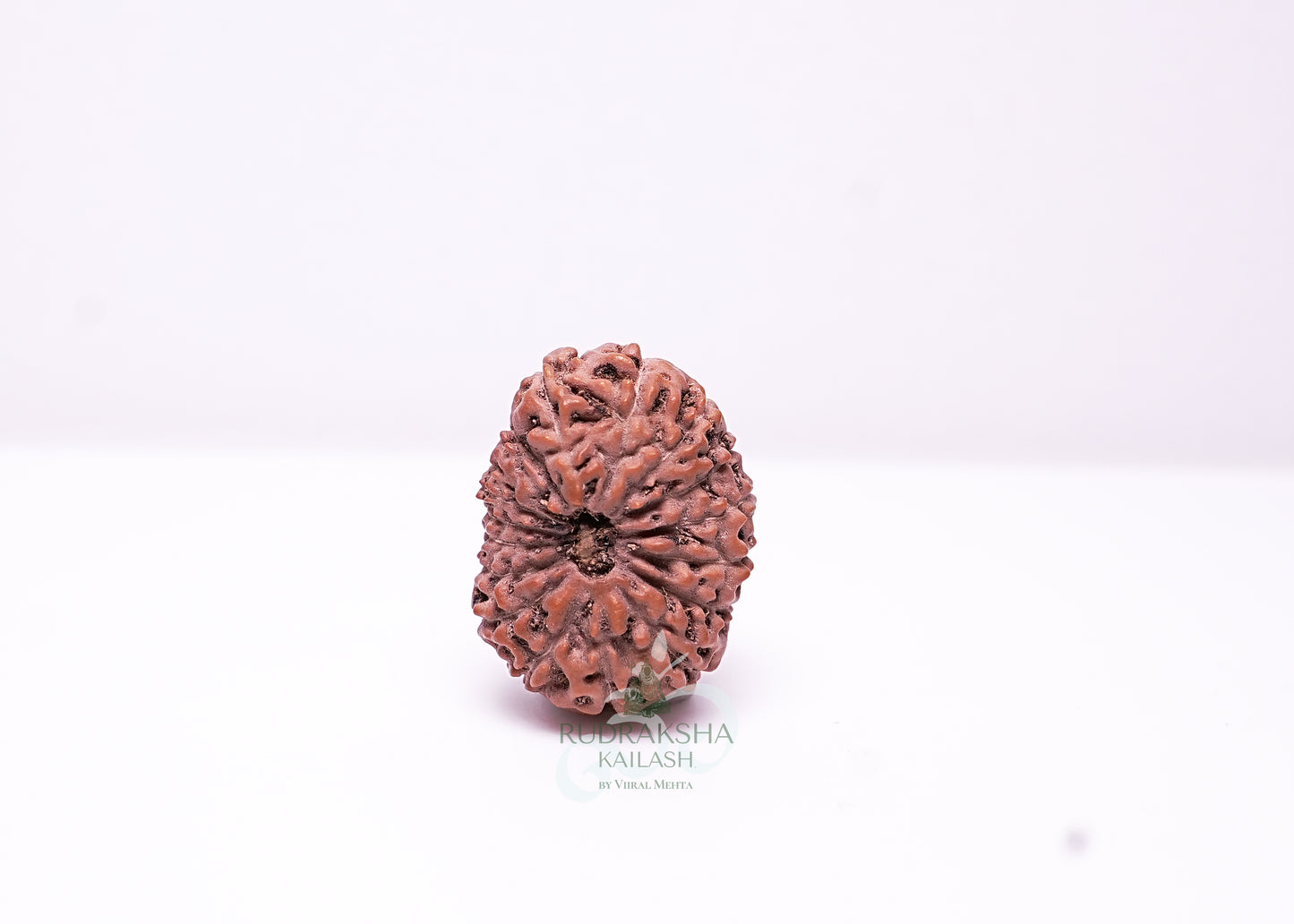 17 Mukhi Indonesian Rudraksha - 1703