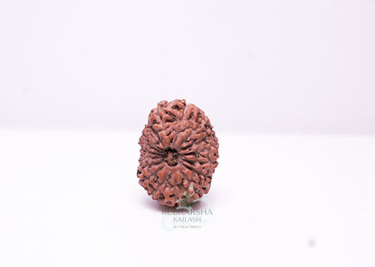 17 Mukhi Indonesian Rudraksha - 1703