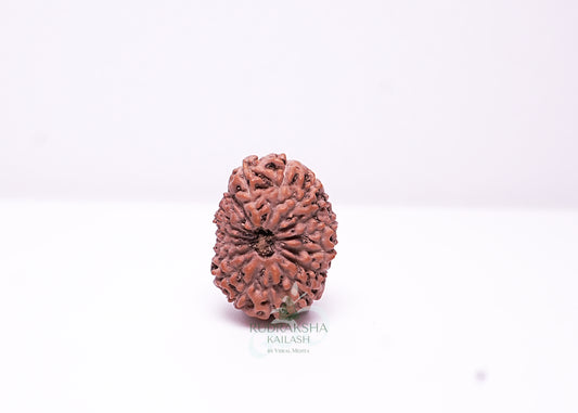 17 Mukhi Indonesian Rudraksha - 1703