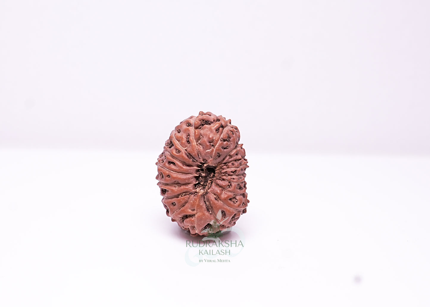17 Mukhi Indonesian Rudraksha - 1703