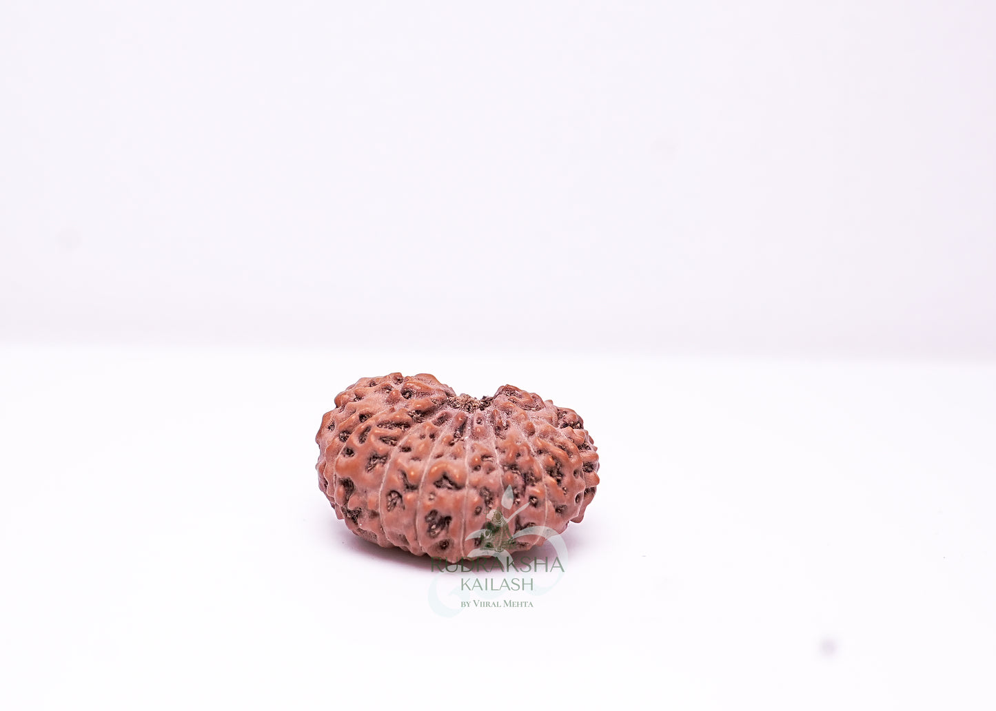 17 Mukhi Indonesian Rudraksha - 1703