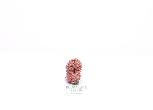 17 Mukhi Indonesian Rudraksha - 1704