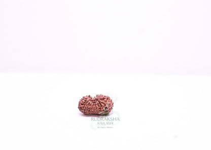 17 Mukhi Indonesian Rudraksha - 1704