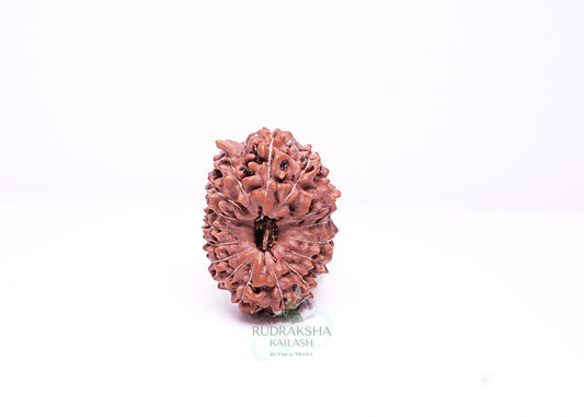17 Mukhi Indonesian Rudraksha - 1705