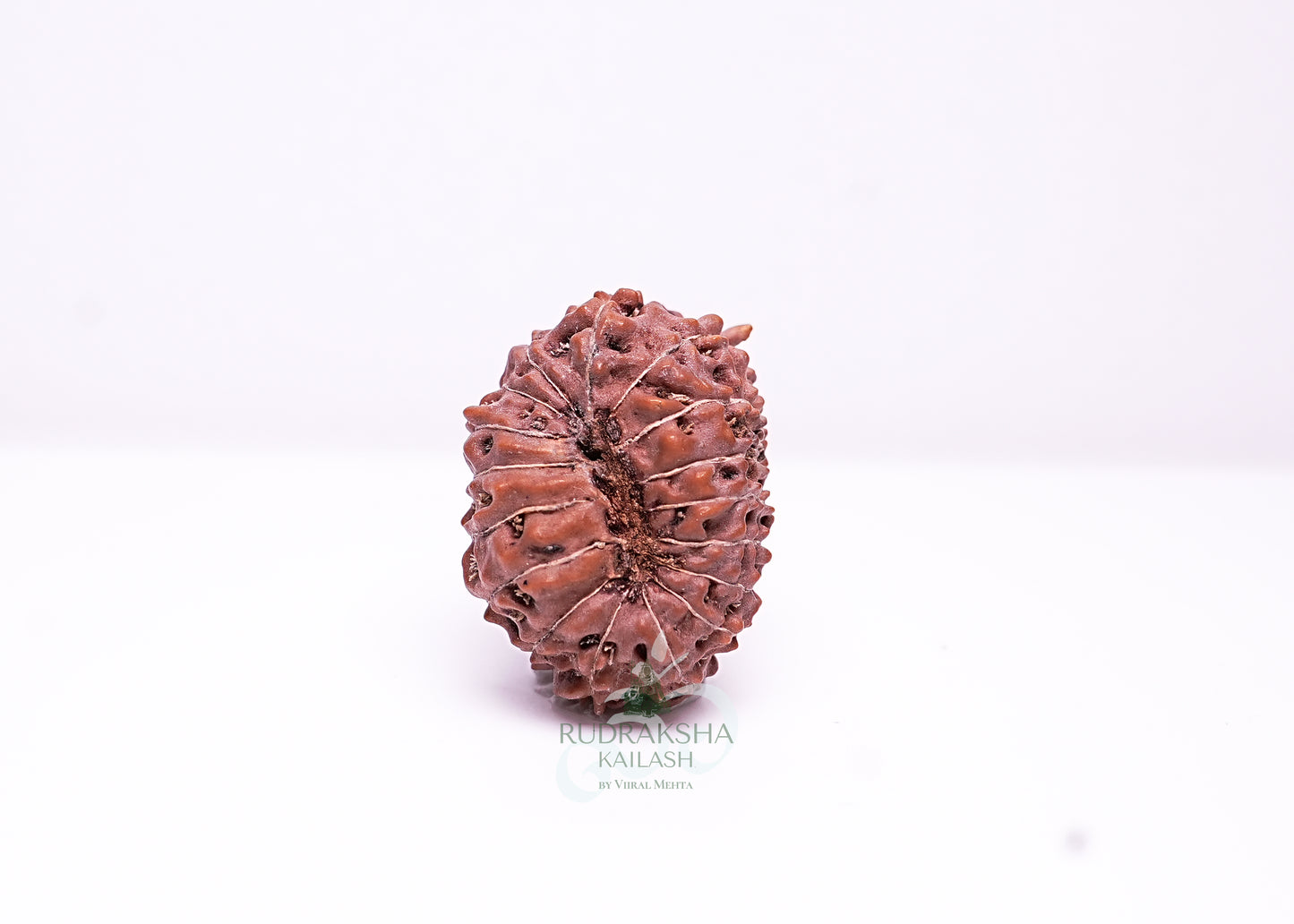 17 Mukhi Indonesian Rudraksha - 1705