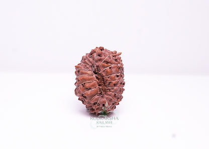 17 Mukhi Indonesian Rudraksha - 1705