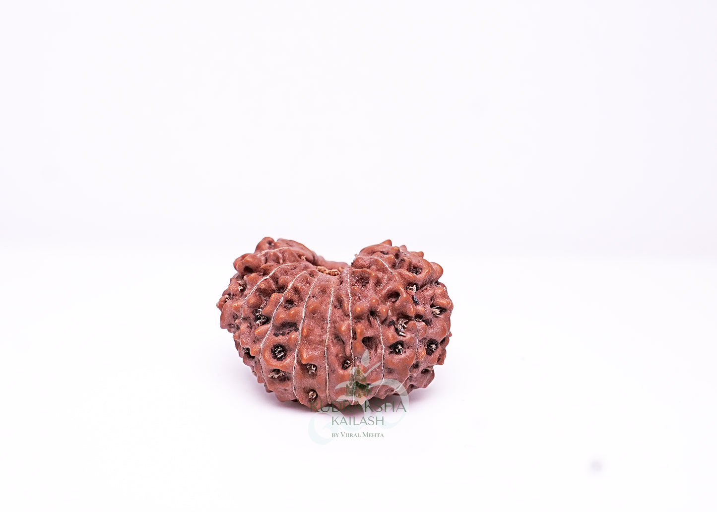 17 Mukhi Indonesian Rudraksha - 1705